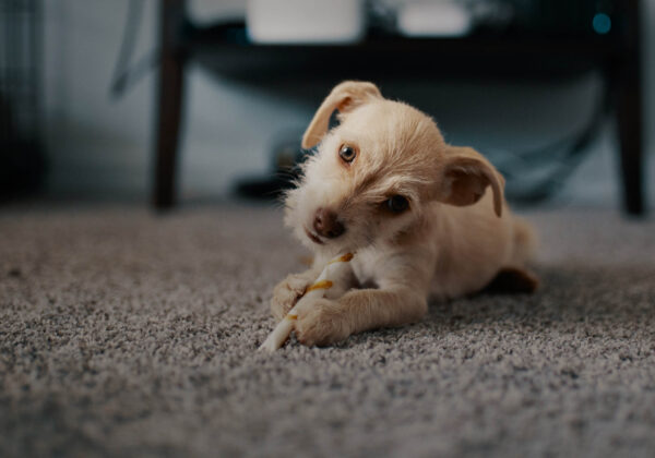 Welpe spielt auf Fussboden
